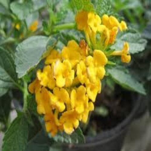 Yellow Lantana Flower Seeds