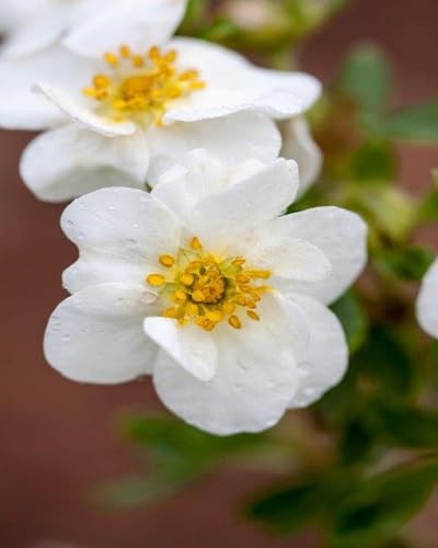 White Potentilla Flower Seeds