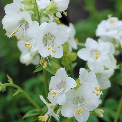 White Polemonium Flower Seeds
