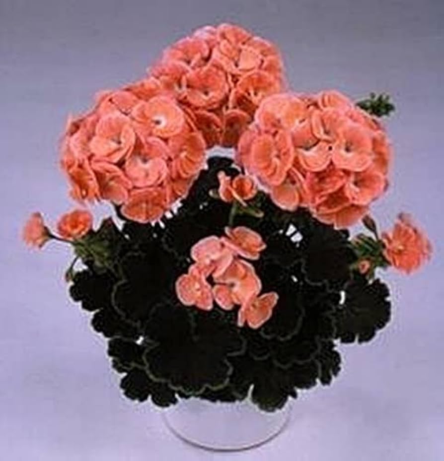 Black Velvet Salmon Geranium