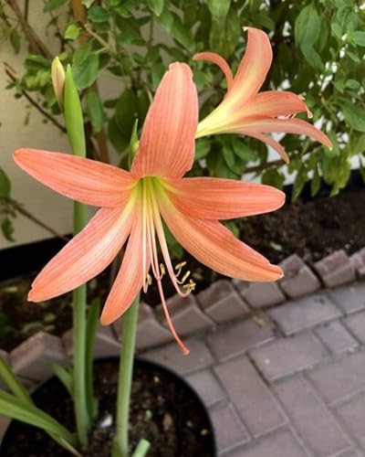 Orange Barbados Lily Flower Seeds