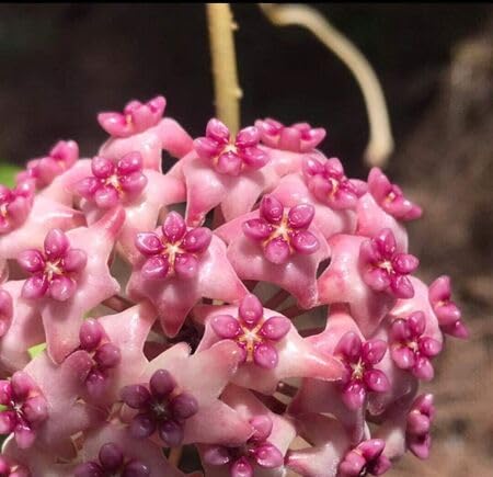 Pink Hoya Flower Seeds