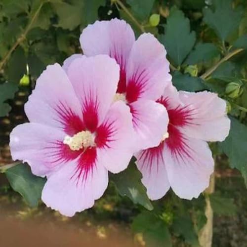 Red Pink Hibiscus Flower Seeds