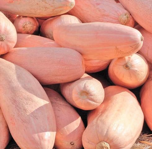 Pink Squash vegetable seeds - Heirloom, Organic, Non Gmo Garden Seeds for kitchen garden planting