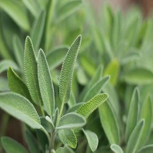 Green sage Plant Seeds herb seeds - high germination, backyard growing garden seeds