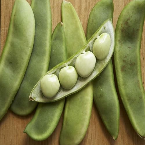 Lima Bean vegetable seeds - Heirloom, Organic, Non Gmo Garden Seeds for kitchen garden planting