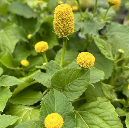 Yellow Acmella oleracea Flower Seeds