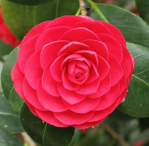 Red Camelia Flower Seeds