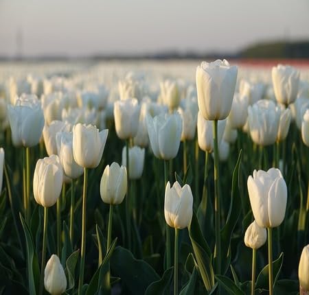White Tulip Flower Seeds