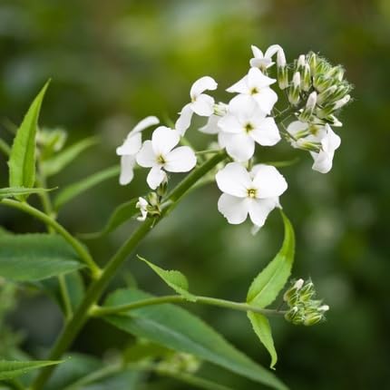 white hesperis flower seeds