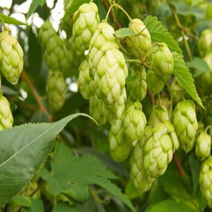 Humulus Flower Seeds