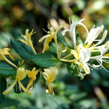 white lonicera flower seeds