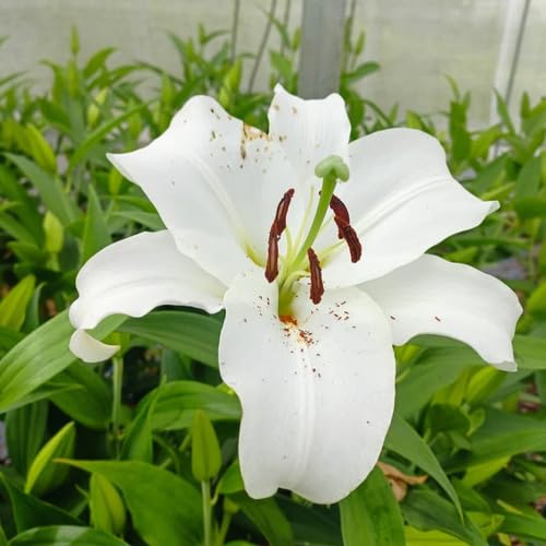 White Lilium Flower Seeds