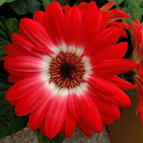 Daisy Flower Seeds