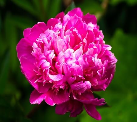 Peony Flower Seeds