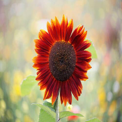 Maroon Sunflower Flower Seeds