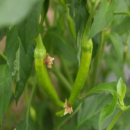 Green Guindilla Pepper ,green vegetable seeds - Heirloom, Organic, Non Gmo Garden Seeds for kitchen garden planting