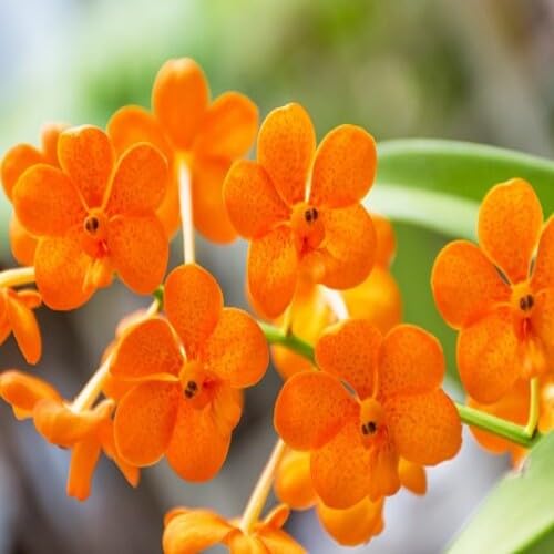 Orange Orchid Flower Seeds
