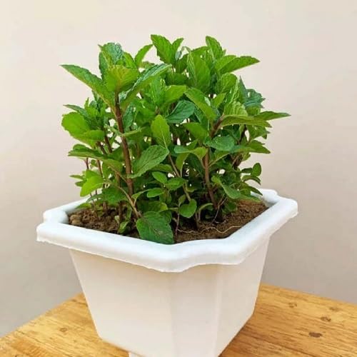 Mint Plant Seeds Green herb seeds - non gmo, home gardening garden seeds