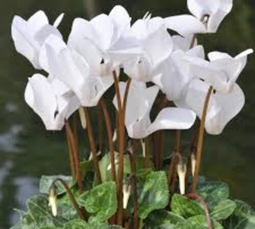 white cyclamen flower seeds