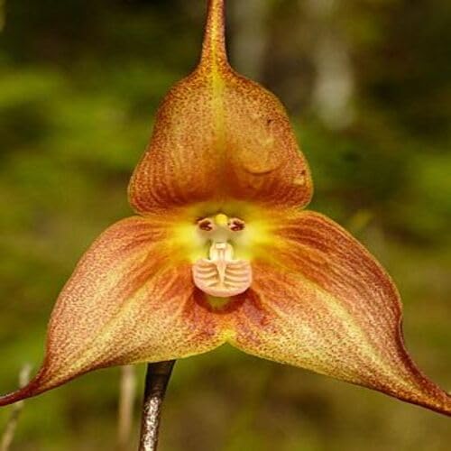 orange monkey face orchid flower Fruit Seeds for Home Planting Premium Germination Healthy Harvest Growing