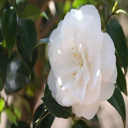 White Camellia Flower Seeds