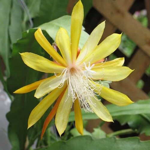 Yellow Epiphyllum Flower Seeds