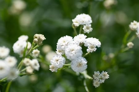 White gypsophila Flower Seeds