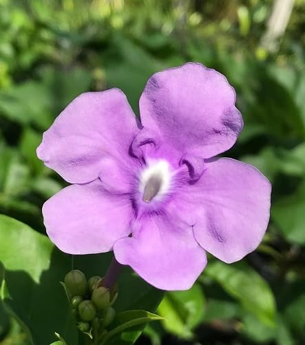 purple brunfelsia flower seeds
