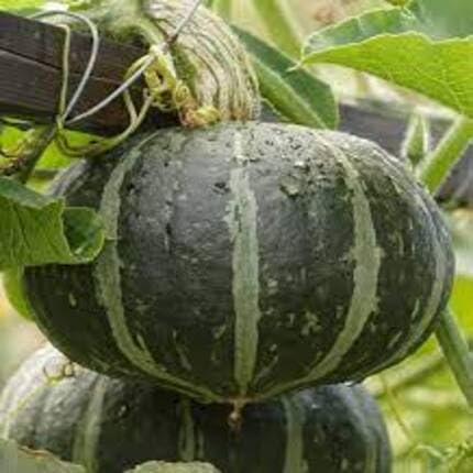 Green Kabocha Squash ,green vegetable seeds - Heirloom, Organic, Non Gmo Garden Seeds for kitchen garden planting