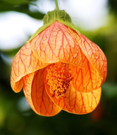 orange abutilon striatum flower