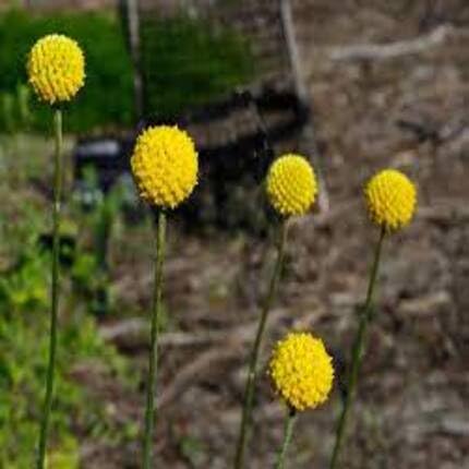 Yellow Craspedia Flower Seeds