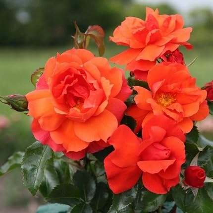 Orange Floribunda Flower Seeds