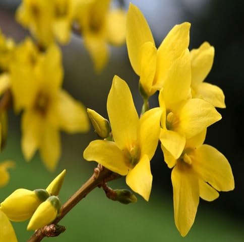FORSYTHIA FLOWER SEEDS