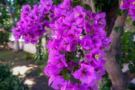 purple bougainvillea flower seeds