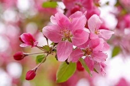 pink apple blossom flower