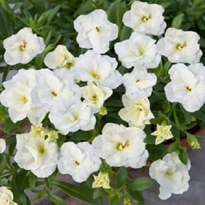 White Yellow Calibrachoa Flower Seeds