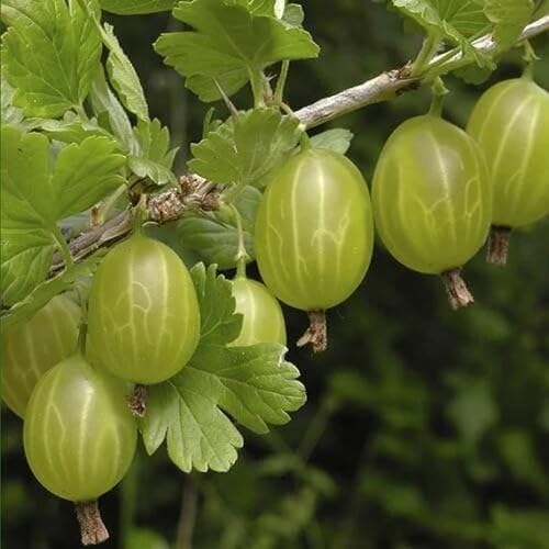 Green Gooseberry Fruit fruit seeds for organic garden planting
