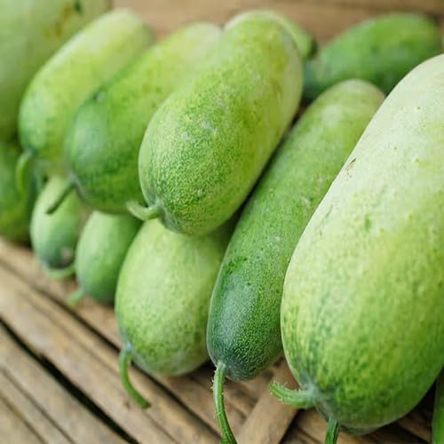 Green Winter Melon vegetable seeds - Heirloom, Organic, Non Gmo Garden Seeds for kitchen garden planting