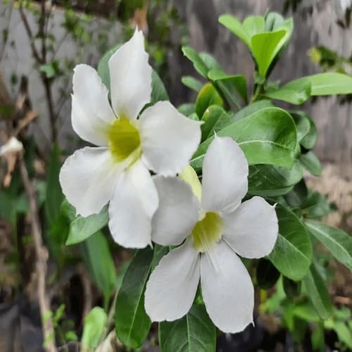 White Giant Giant Adenium Flower Seeds
