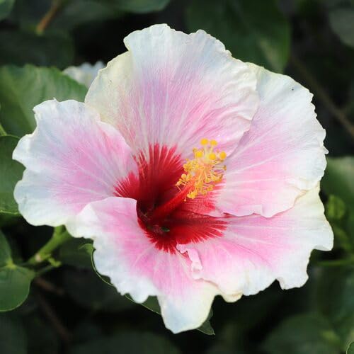Pink White Hibiscus Flower Seeds