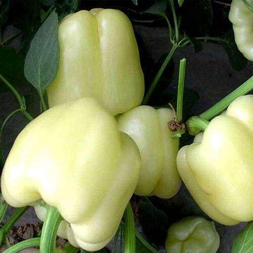 White Pepper vegetable seeds - Heirloom, Organic, Non Gmo Garden Seeds for kitchen garden planting