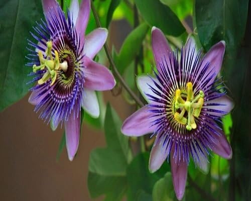 Passiflora Passion Flower Seeds