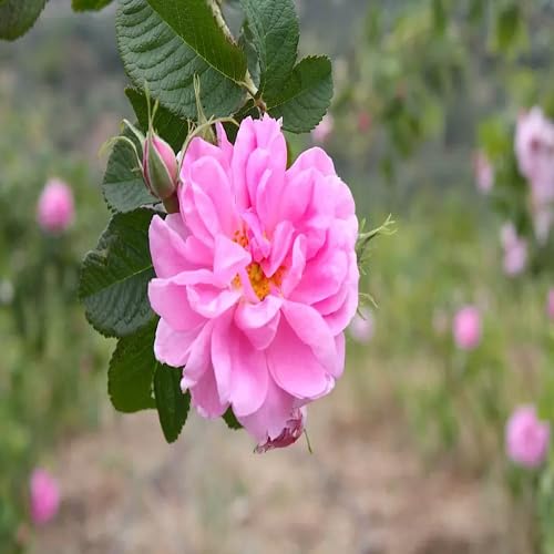 Damask Rose Flower Seeds