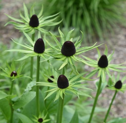 Green Rudbeckia Flower Seeds