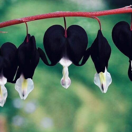 Black Dicentra Flower Seeds – Rare Blooming Plants for Balcony and Outdoor Gardens