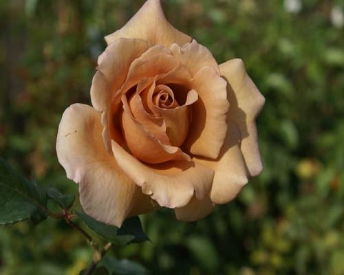 Brown Rose Flower Seeds