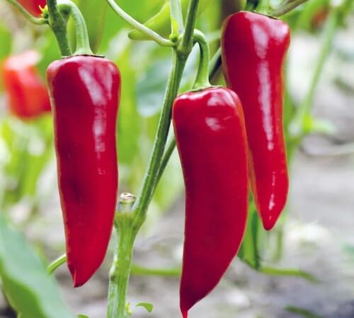 Pepper for Growing Red vegetable seeds for Home Gardening, Natural Farm Fresh Gardening for kitchen garden planting