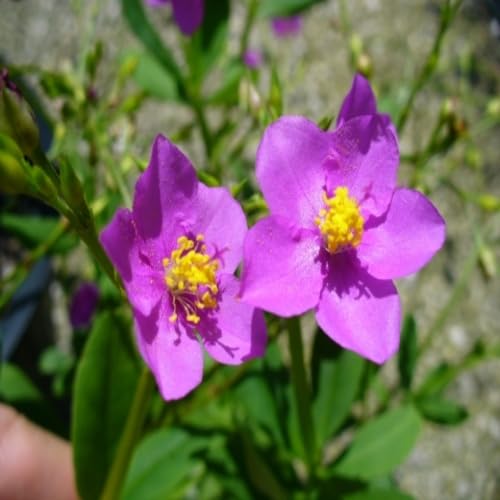 Purple Talinum Flower Seeds