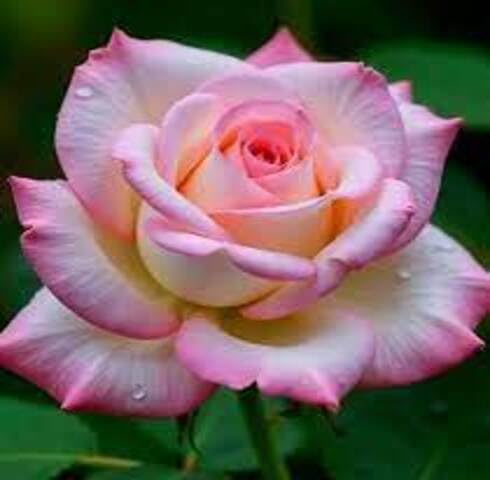 Pink White Rose Flower Seeds